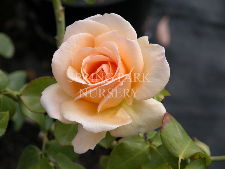 Apricot Nectar - 90cm Standard [Sz:Bare Rooted]