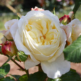 Gold Pierre de Ronsard [Sz:Bare Rooted]