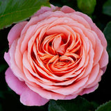 Coral Lions-Rose® [Sz:Bare Rooted]