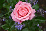 Rose Showpiece Blush [Sz:Bare Rooted]