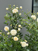 Rose Showpiece Champagne [Sz:Bare Rooted]