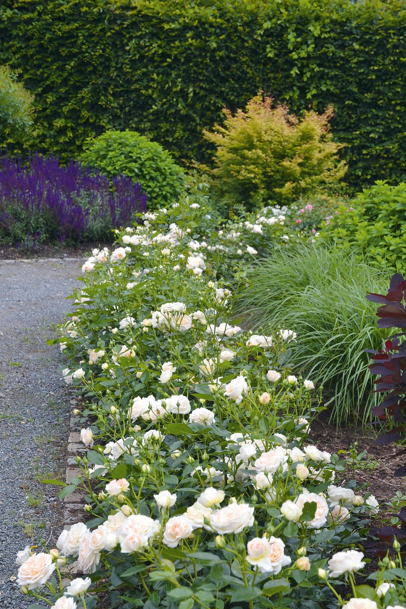 Rose Showpiece Champagne [Sz:Bare Rooted]