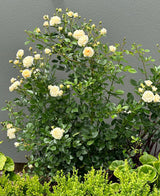 Rose Showpiece Champagne [Sz:Bare Rooted]