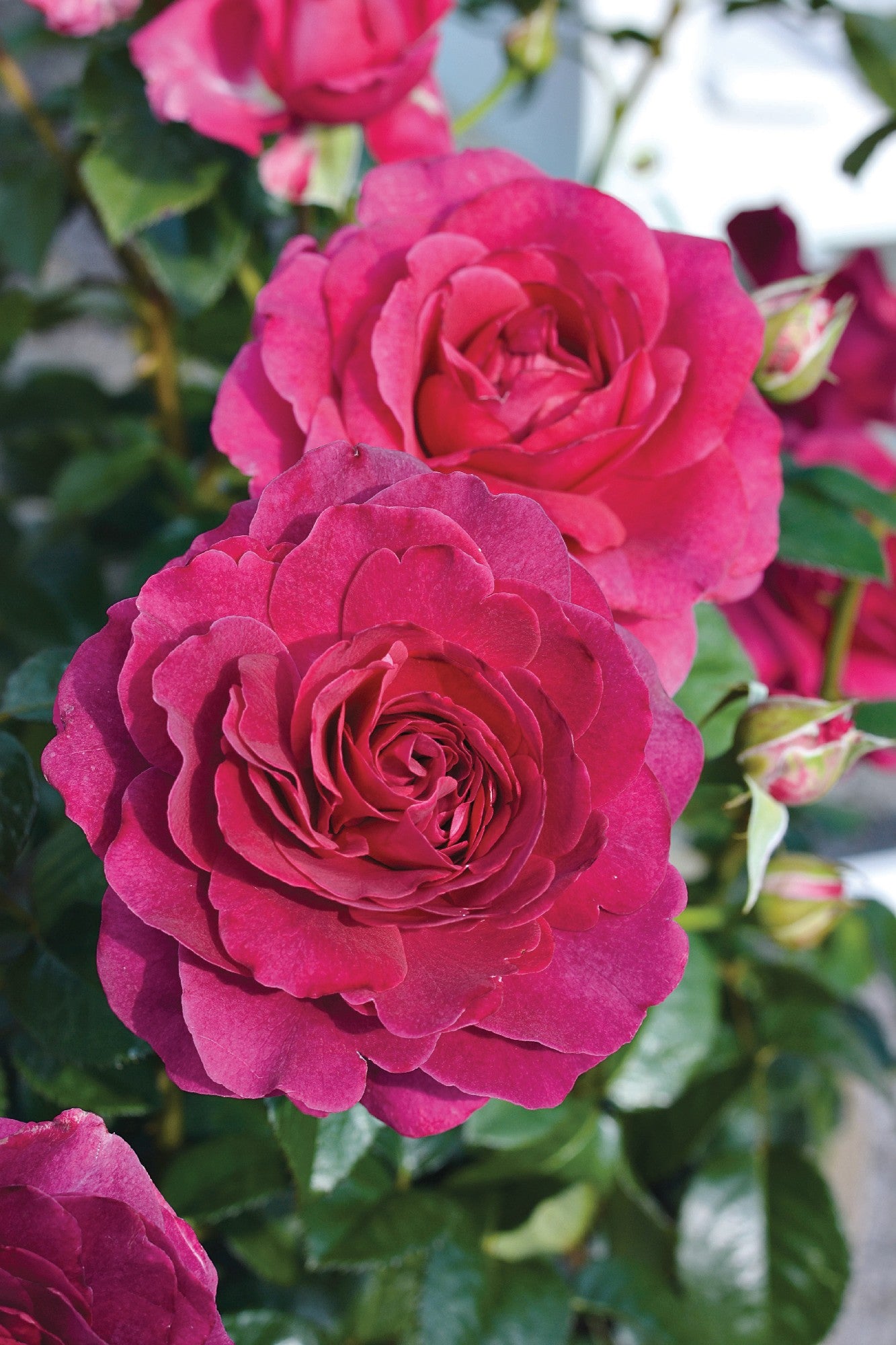 Rose Showpiece Berry [Sz:Bare Rooted]