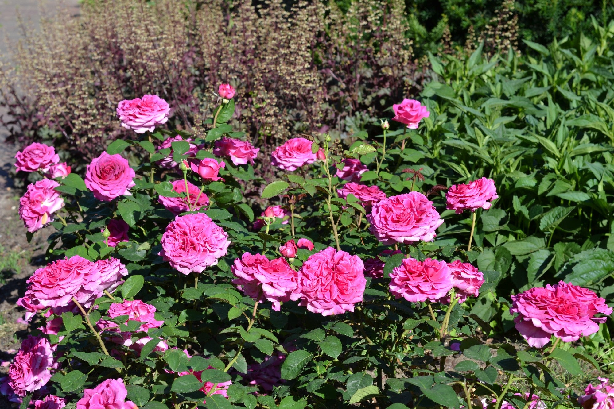 Rose Showpiece Berry [Sz:Bare Rooted]