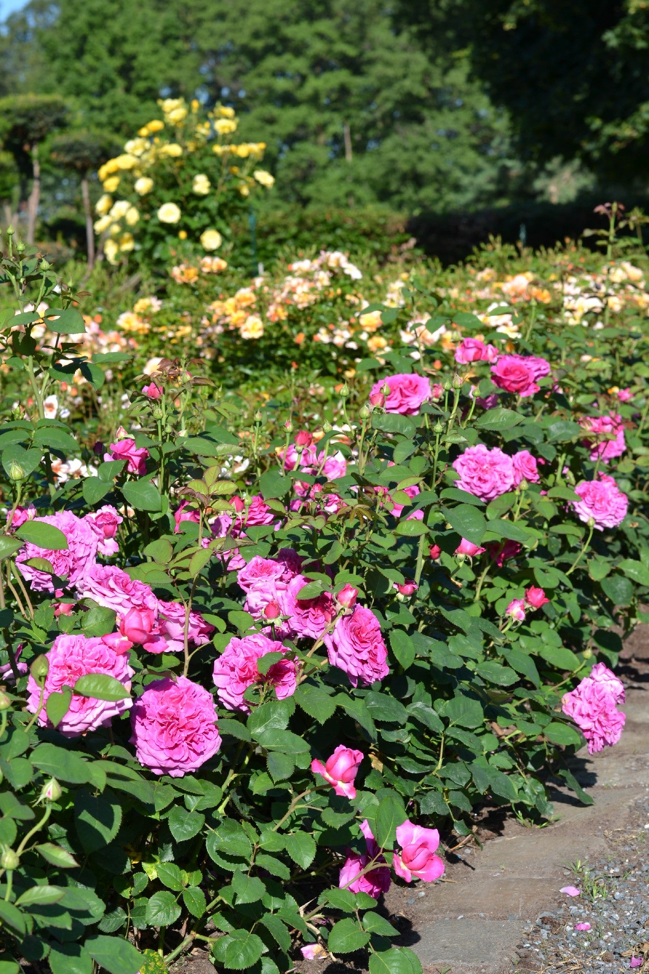 Rose Showpiece Berry [Sz:Bare Rooted]