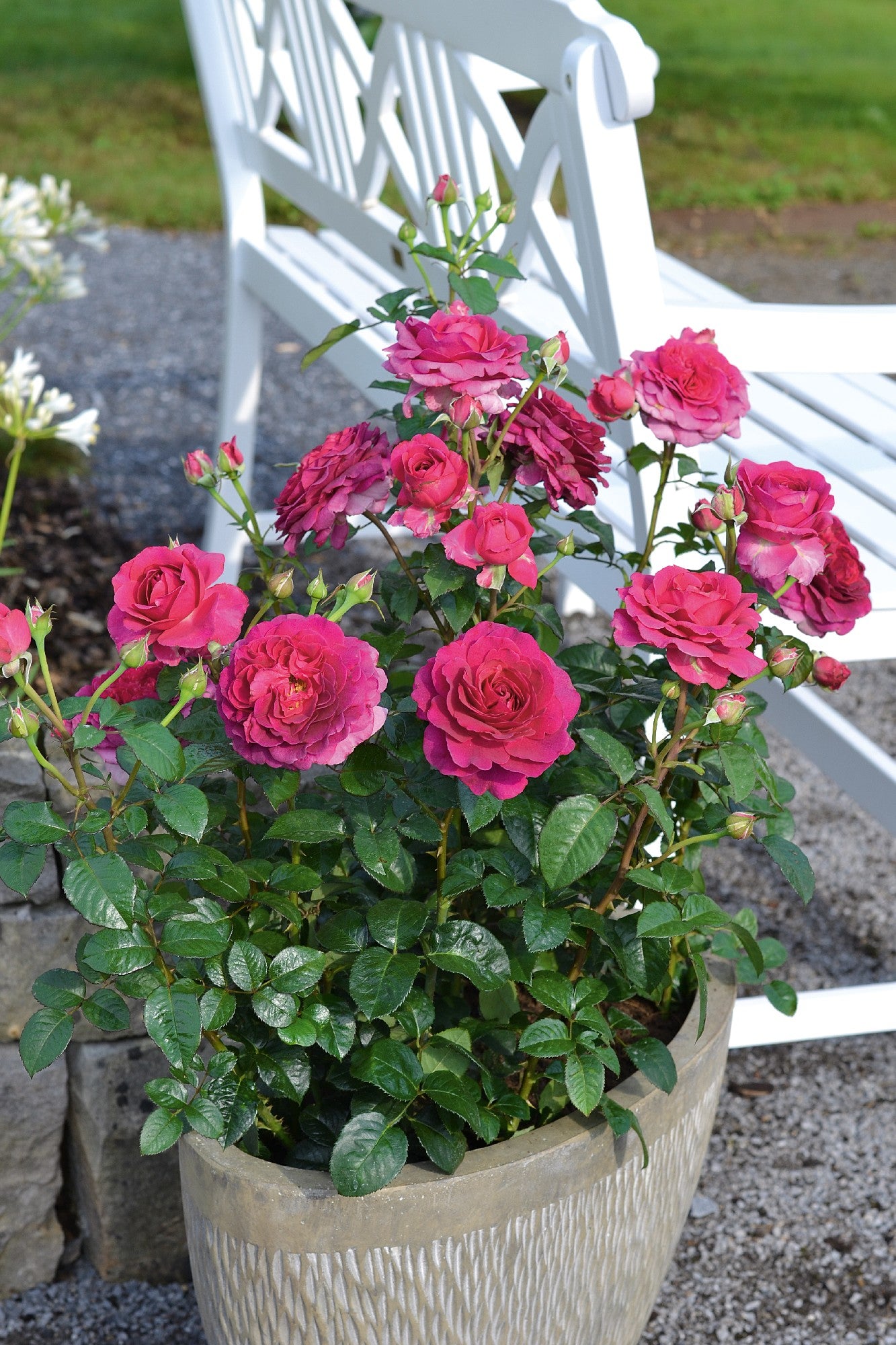 Rose Showpiece Berry [Sz:Bare Rooted]