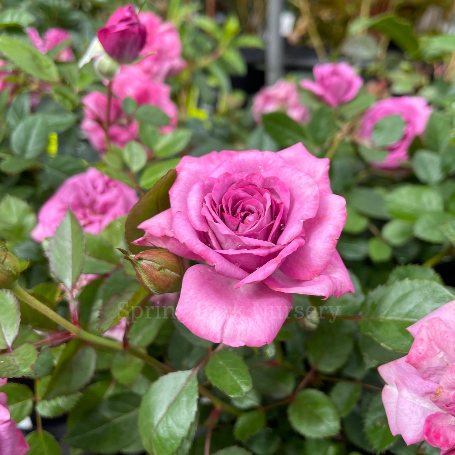 Rosa chinensis 'Angelina' [Sz:100 mm]