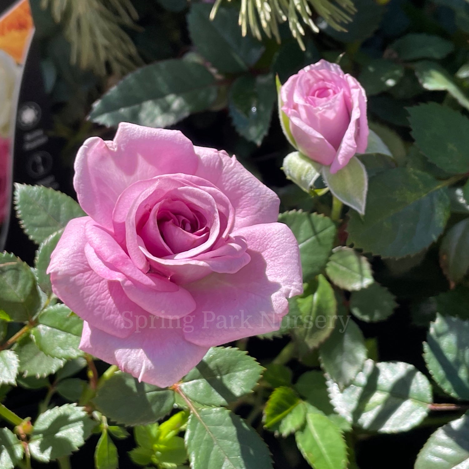 Rosa chinensis 'Angelina' [Sz:100 mm]