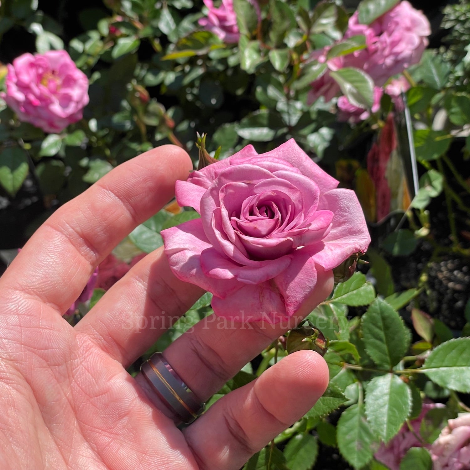 Rosa chinensis 'Angelina' [Sz:100 mm]