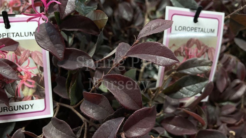 Loropetalum 'Burgundy' [Sz:100 mm]