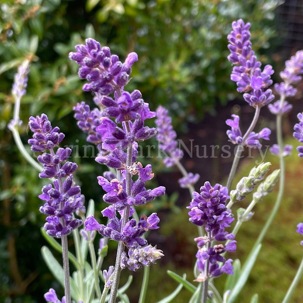 Lavandula angustifolia 'Blue Scent' [Sz:100 mm]