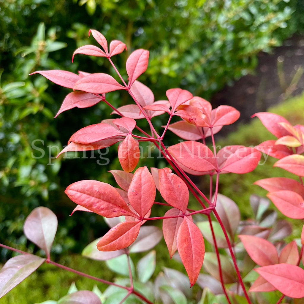 Golf Stream Spring Nandina domestica 'Gulf Stream' – Spring Park Nursery