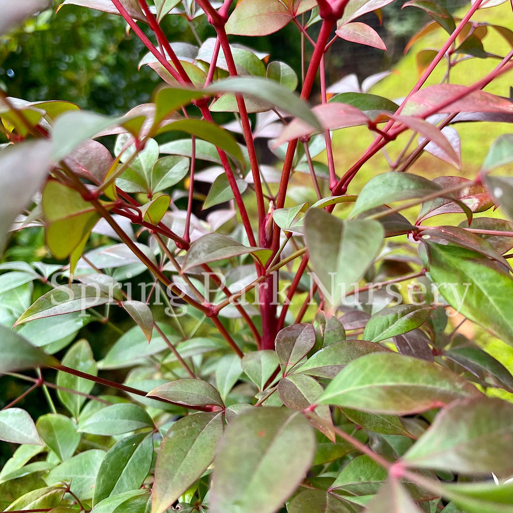 Golf Stream Spring Nandina domestica 'Gulf Stream' – Spring Park Nursery