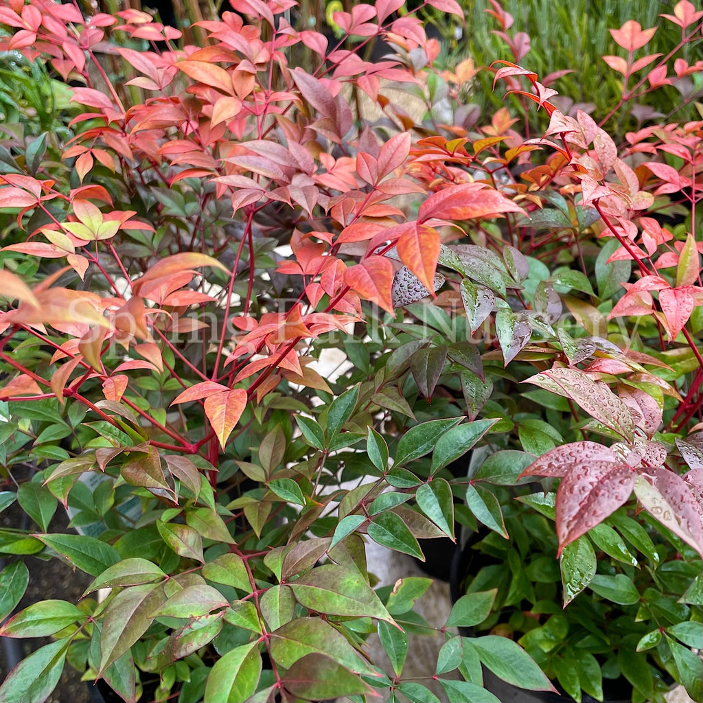 Nandina domestica 'Gulf Stream' [Sz:100 mm]