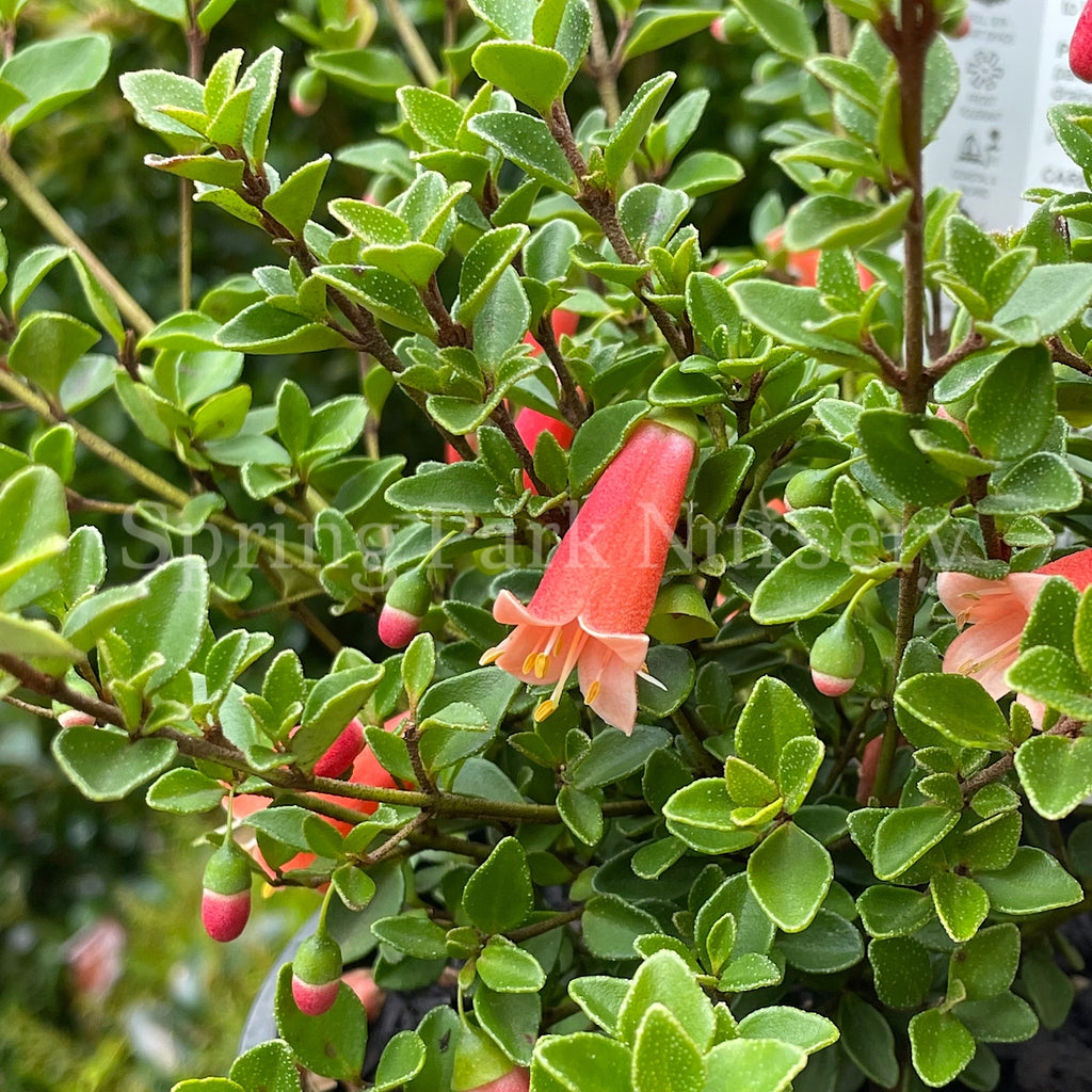 Correa pulchella Ember Chimes [Sz:100 mm]