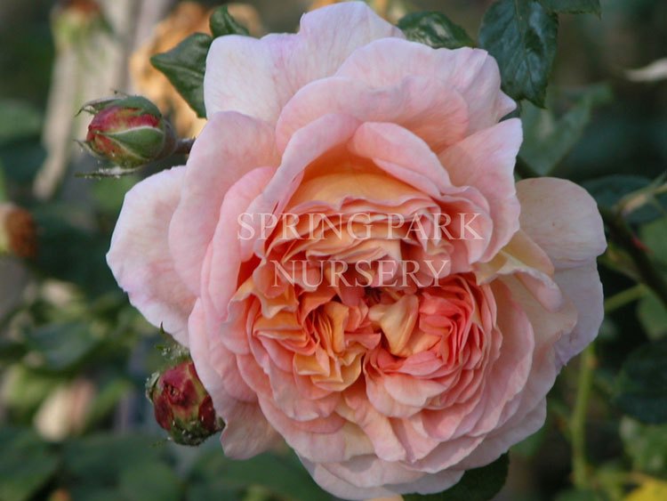 Abraham Darby 90cm Standard Spring Park Nursery