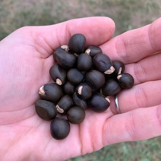 Xanthoceras sorbifolium [Sz:100 mm]