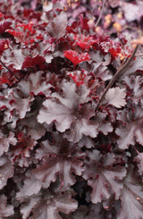 Heuchera 'Blackberry' [Sz:100 mm]