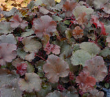 Heuchera 'Blackberry' [Sz:100 mm]