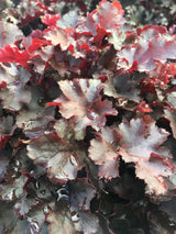 Heuchera 'Blackberry' [Sz:100 mm]