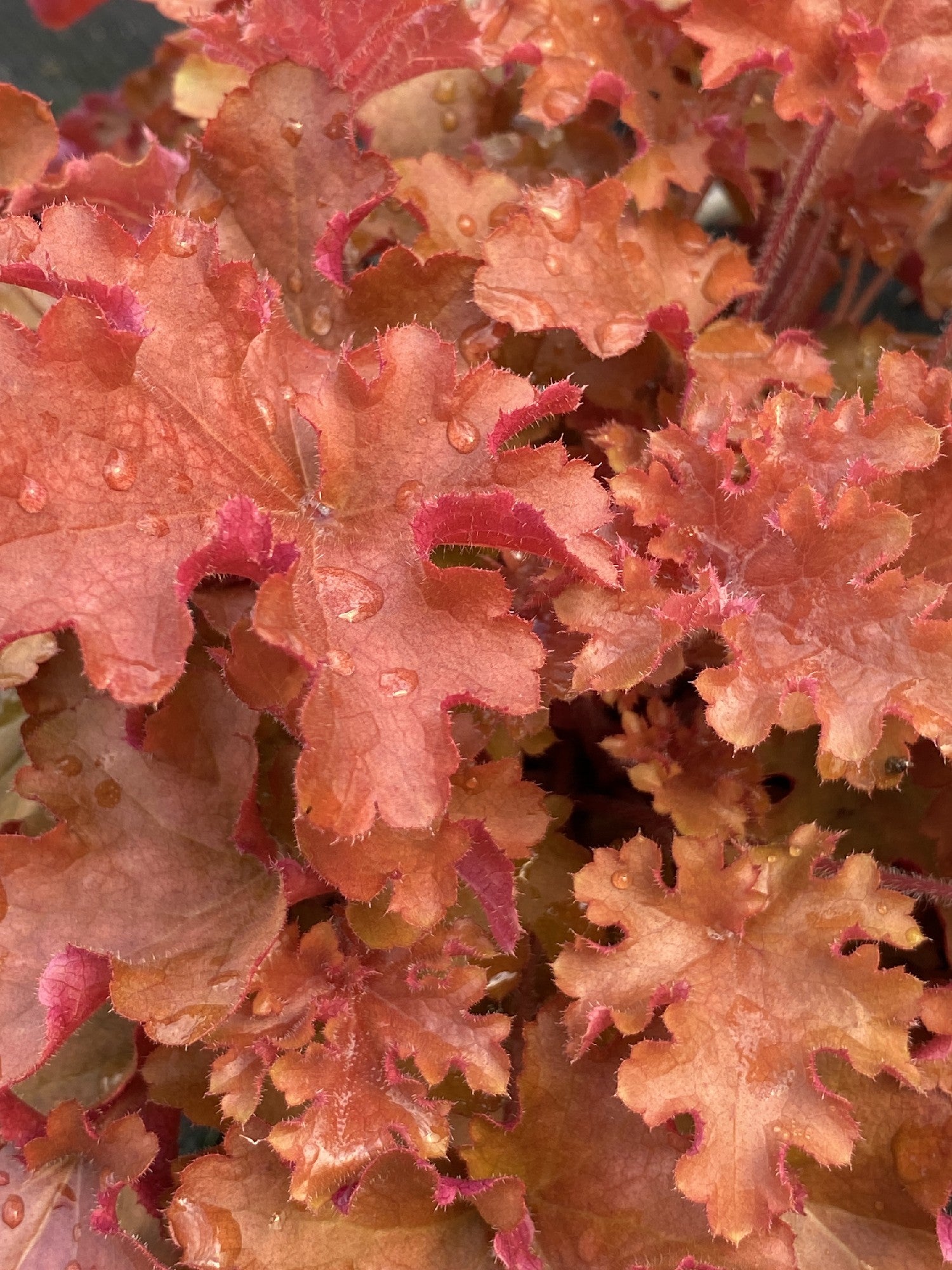 Heuchera 'Gojiberry' [Sz:100 mm]
