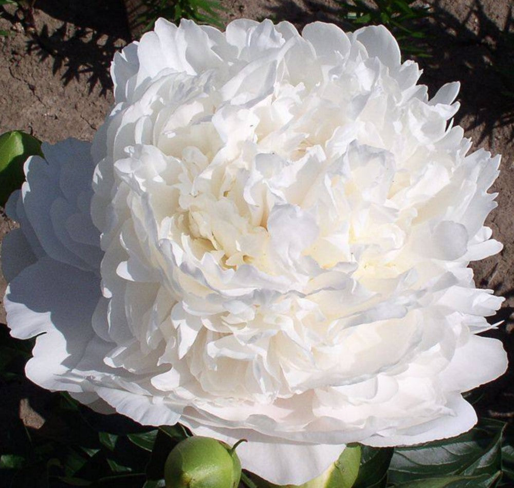 Herbaceous Peony 'Moon Over Barrington' [Sz:Bare Rooted]
