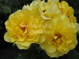 The Golden Child - 90cm Standard [Sz:Bare Rooted]