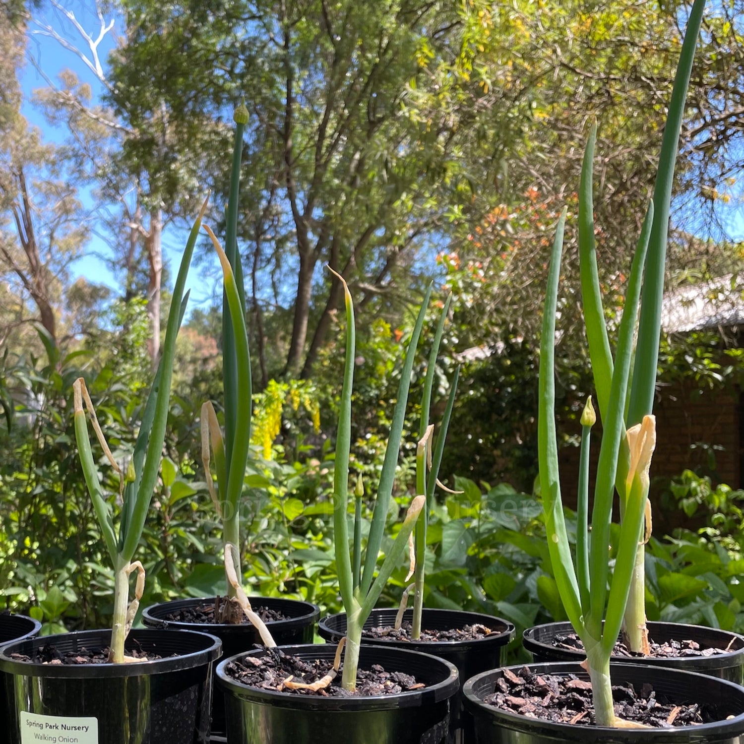 Walking Onion