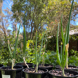 Walking Onion