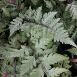 Athyrium niponicum var. pictum