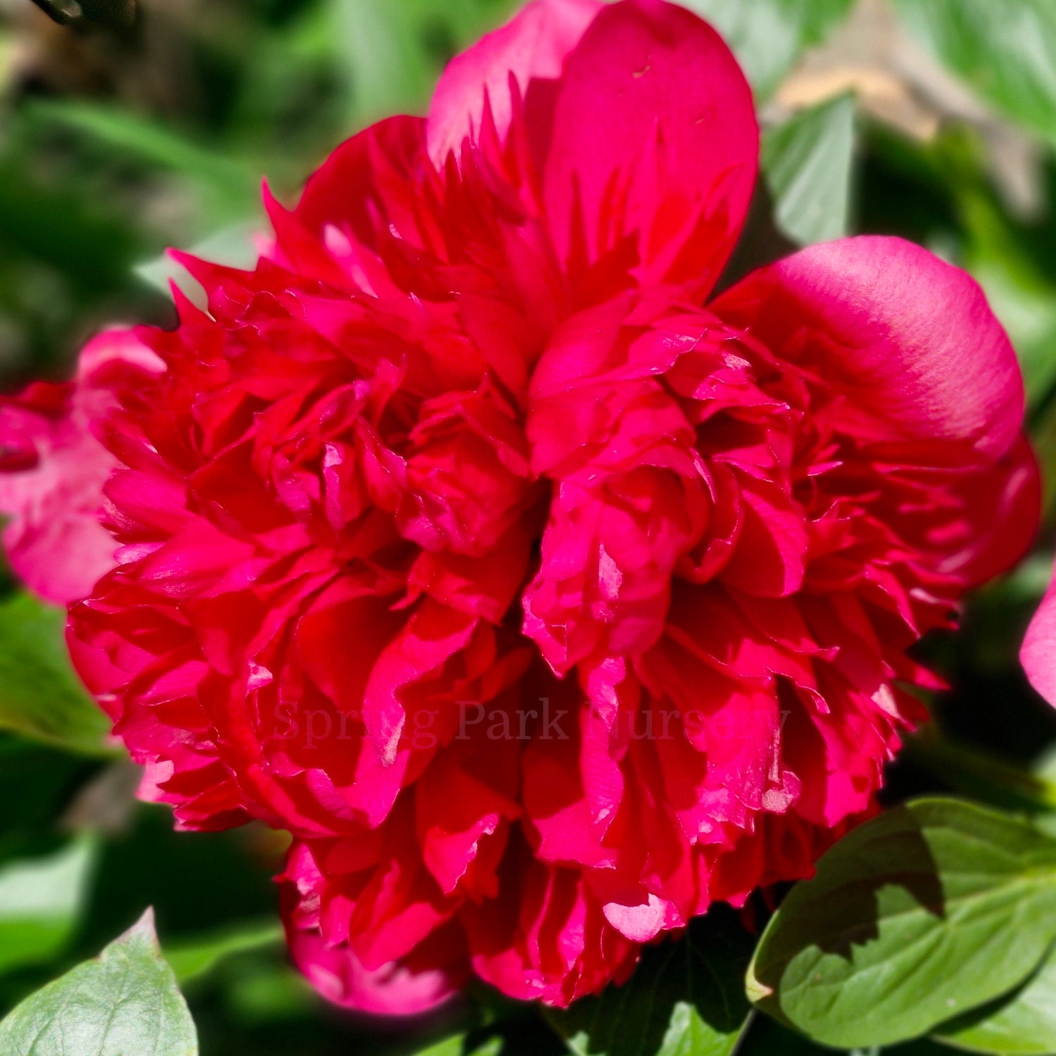 Herbaceous Peony 'Belgravia'
