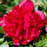 Herbaceous Peony 'Belgravia'