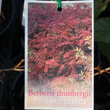 Berberis thunbergii 'Atropurpurea'