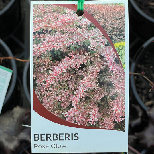 Berberis 'Rose Glow' – Spring Park Nursery