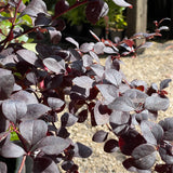 Berberis x ottawensis f. purpurea 'Silver Miles'