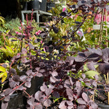 Berberis x ottawensis f. purpurea 'Silver Miles'