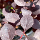 Berberis x ottawensis f. purpurea 'Silver Miles'