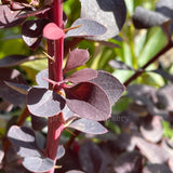 Berberis x ottawensis f. purpurea 'Silver Miles'