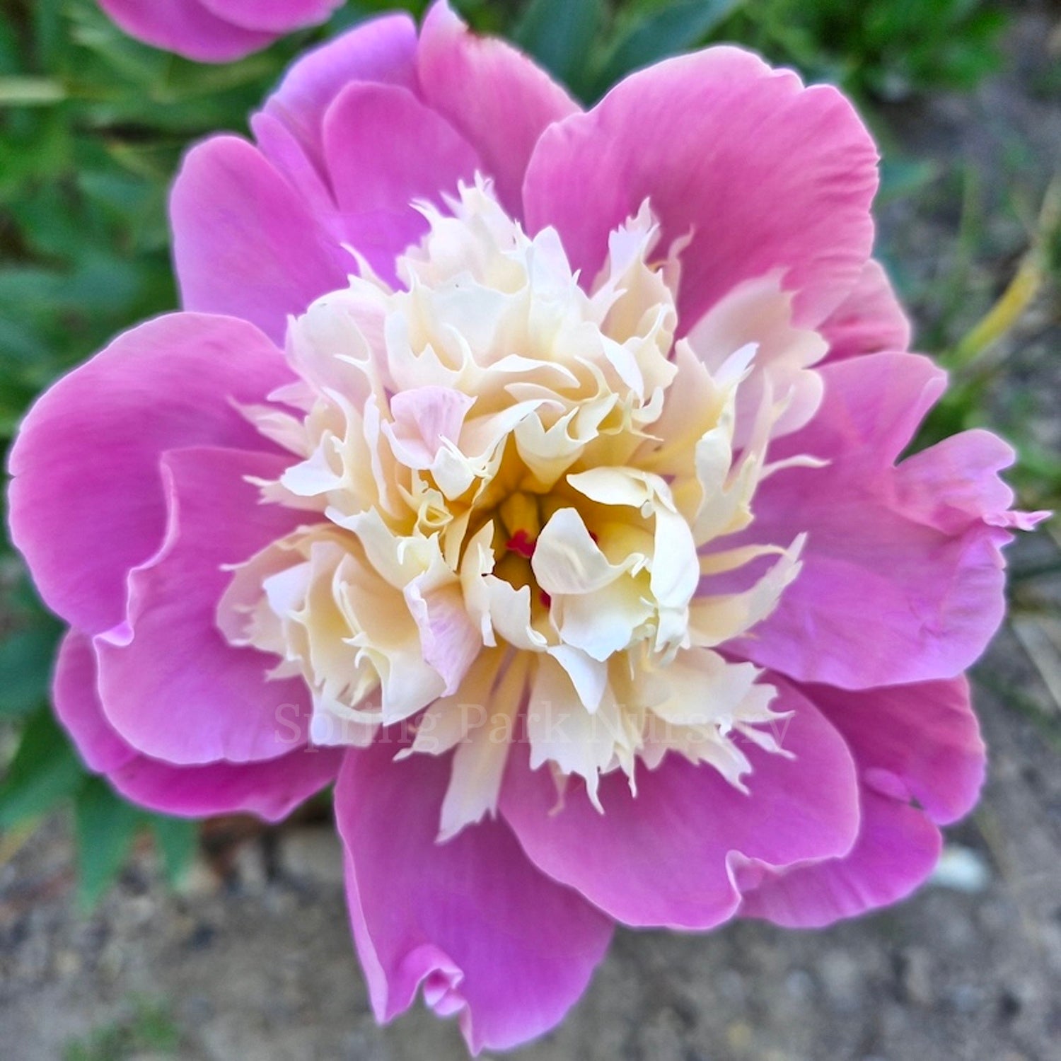 Herbaceous Peony 'Bowl of Beauty'