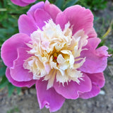 Herbaceous Peony 'Bowl of Beauty'