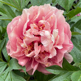 Itoh Peony 'Caroline Constabel'
