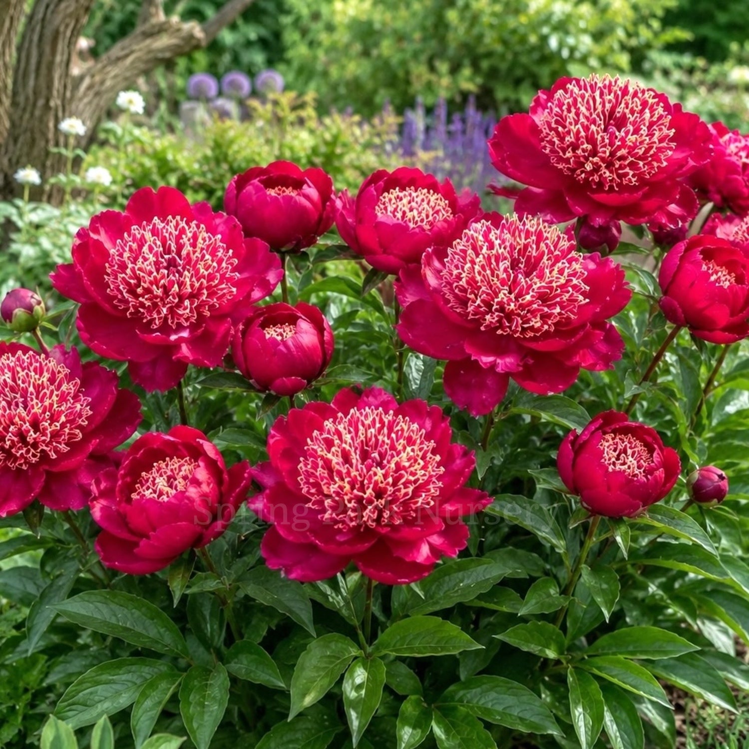 Herbaceous Peony 'Charles Burgess'