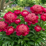 Herbaceous Peony 'Charles Burgess'