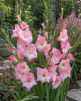 Gladiolus × tubergenii 'Charming Beauty'