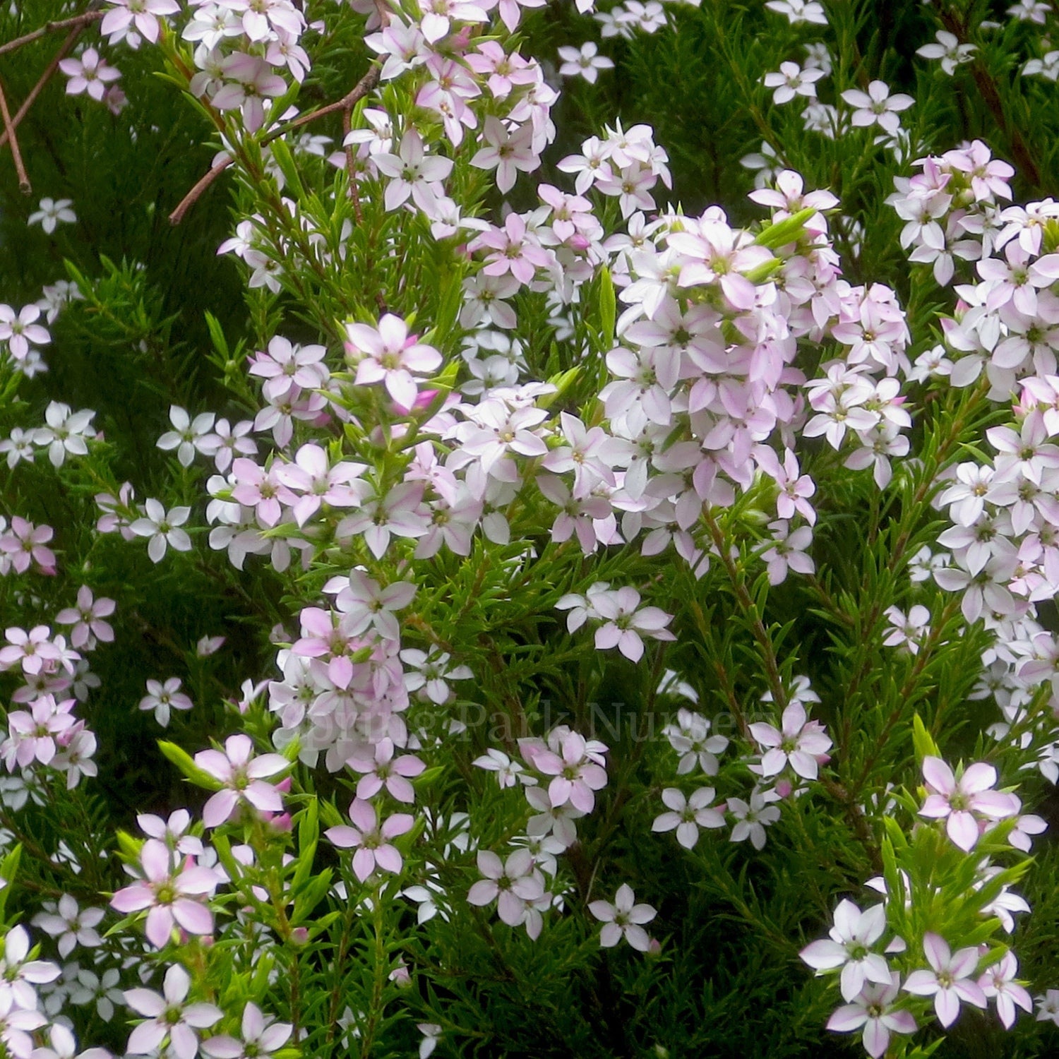 Coleonema pulchellum 'Compactum' covered in small pale pink star-shaped flowers over fine green foliage