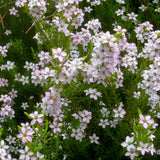 Coleonema pulchellum 'Compactum' covered in small pale pink star-shaped flowers over fine green foliage