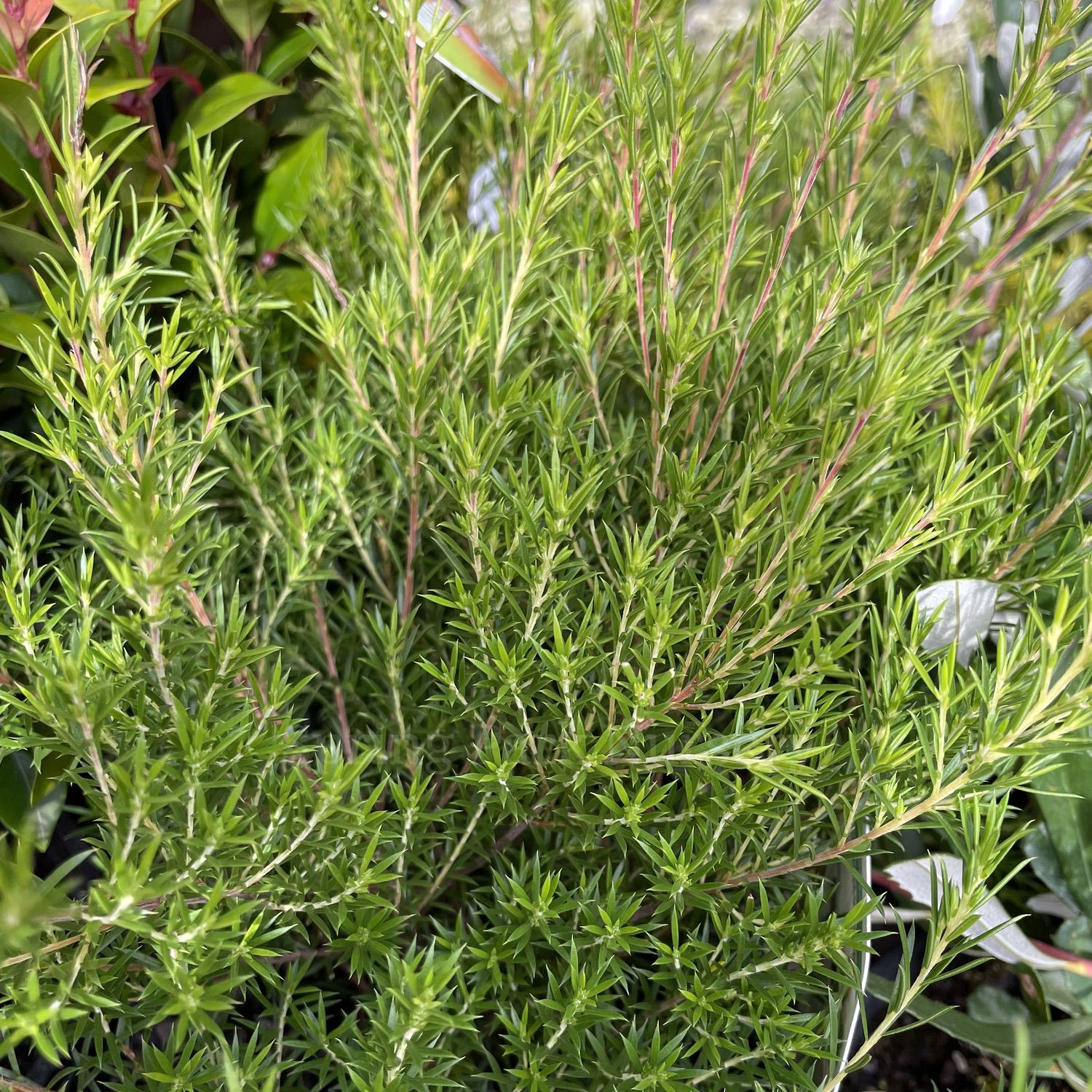 Fine, needle-like green foliage of Coleonema pulchellum 'Compactum' out of flower