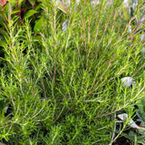 Fine, needle-like green foliage of Coleonema pulchellum 'Compactum' out of flower