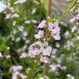Close-up of the pale pink star-shaped flowers of Coleonema pulchellum 'Compactum'